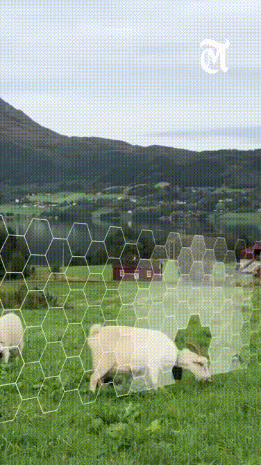 Hàng rào ảo đang thay đổi cách chăn nuôi bò, cừu trên thế giới