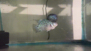 Nhất dánq, nhì da, thứ 3 trong tuần… :v