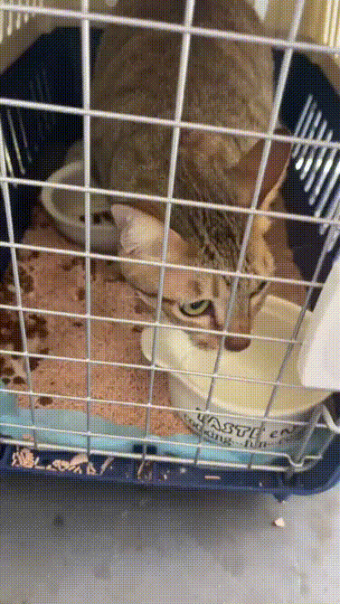 Vãi hết cả cát ra rồi, vãi cả vào nước chú dọn ngày mấy lần luôn :((