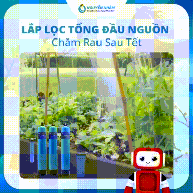 Vì sao nước máy / nước giếng ảnh hưởng đến vườn rau?