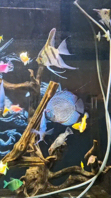 ⛈️ Bỗng dưng trời mưa... Ngồi buồn #mucsothi mấy em pet lượn thật nhẹ nhàng làm sao