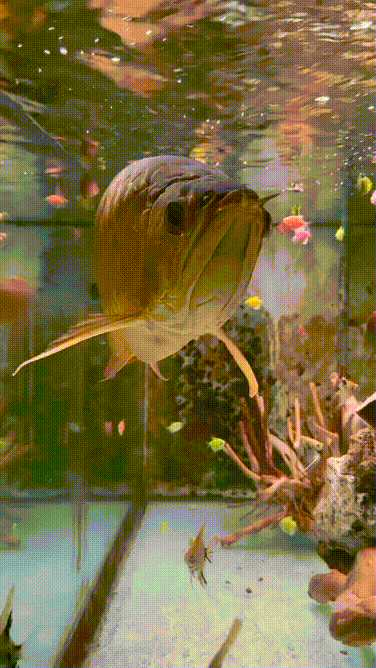 ⛈️ Bỗng dưng trời mưa... Ngồi buồn #mucsothi em pet lượn lờ dưỡng tâm #Dũngmucsothi