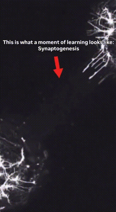 Cảnh quay hiển vi cho thấy neuron đang “mọc” thêm nhánh và đầu mút, sau đó chìa ra bắt tay nhau...