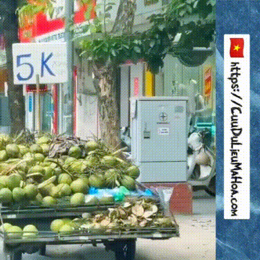 Sáng nay, nếu không có gì thay đổi, dừa 5k/trái...mại dô...